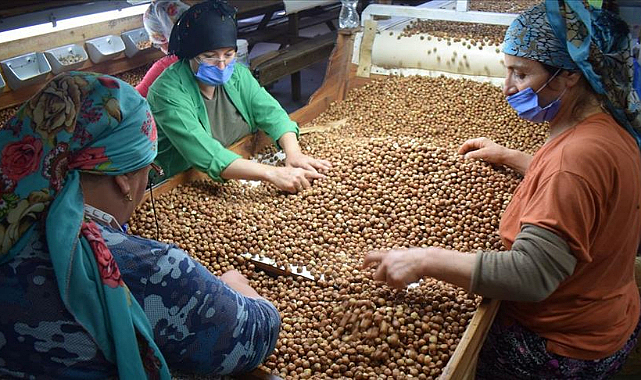 Fındığa kadın eli değdi!