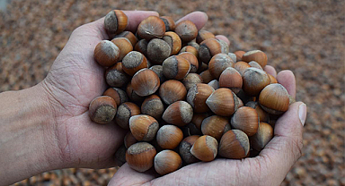 Fındığın kilosu ne kadar? İşte güncel fındık fiyatları...