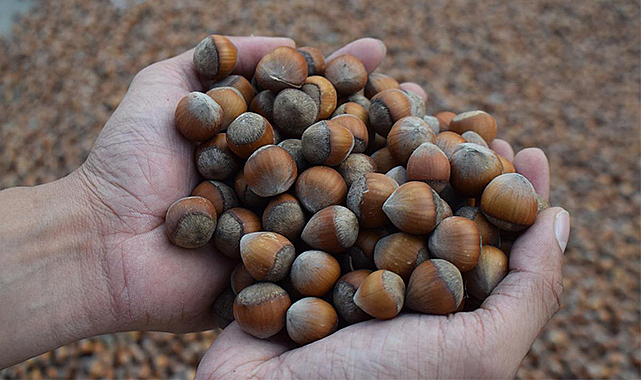 Fındığın kilosu ne kadar? İşte güncel fındık fiyatları...
