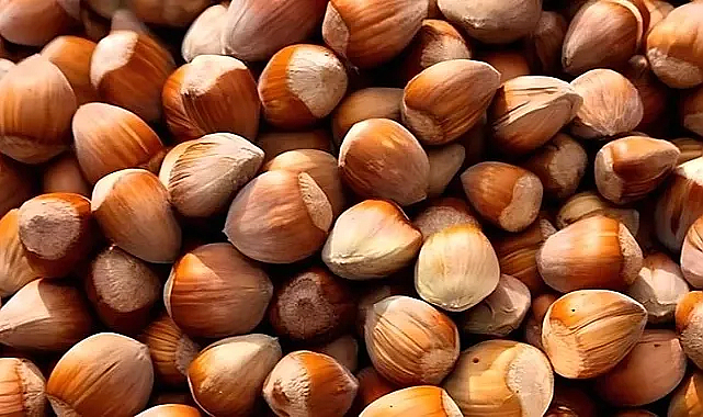 Fındık alım fiyatları 20 Eylül Çarşamba ne kadar oldu?