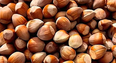 Fındık alım fiyatları 21 Eylül Perşembe ne kadar oldu?