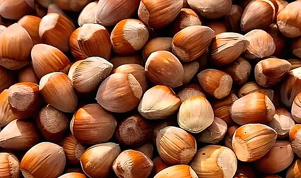 Fındık alım fiyatları 22 Eylül Cuma ne kadar oldu?