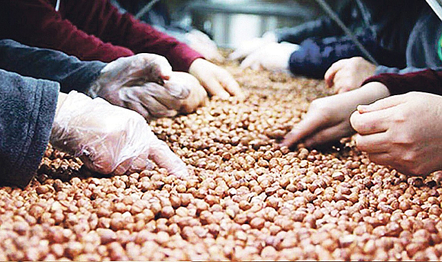 Fındık ihracatının yüzde 34'ü Trabzon'dan yapıldı