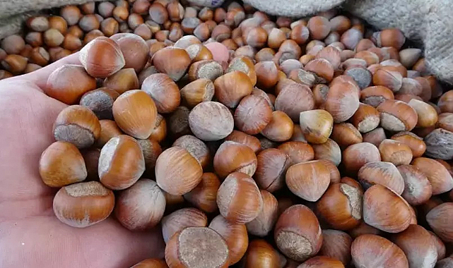 Fındıkta çiftçiye kilo başına 15 TL ek ödeme yapılsın isteği