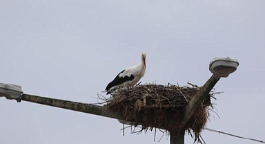 Göç edemeyen leylekler Samsun'da