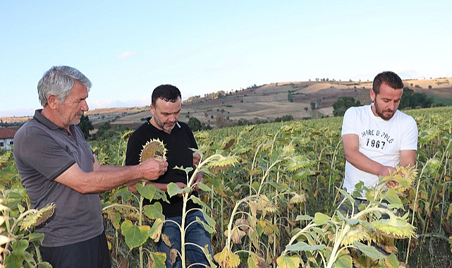 Havza'da ayçiçeği hasadı zamanı! Üretim düşük