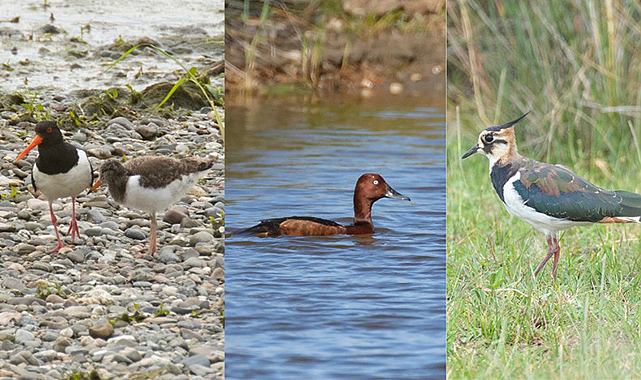 Kuş Cenneti’de 36 tür öncelikli koruma altında