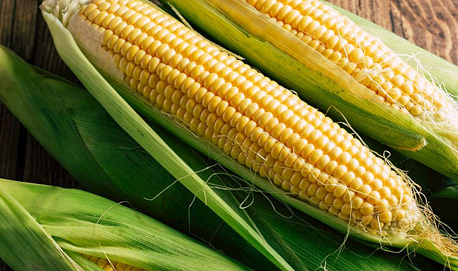 Mısır fiyatları 3 yılın en düşüğüne yakın