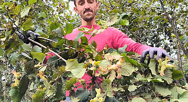 Ordu’da fındık hasadı sürüyor