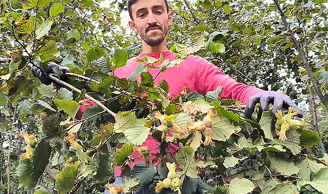 Ordu’da fındık hasadı sürüyor