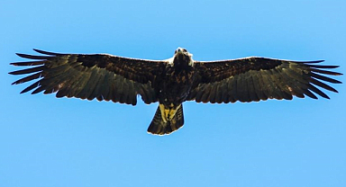 Şah kartalı Çorum'da hayat buldu!