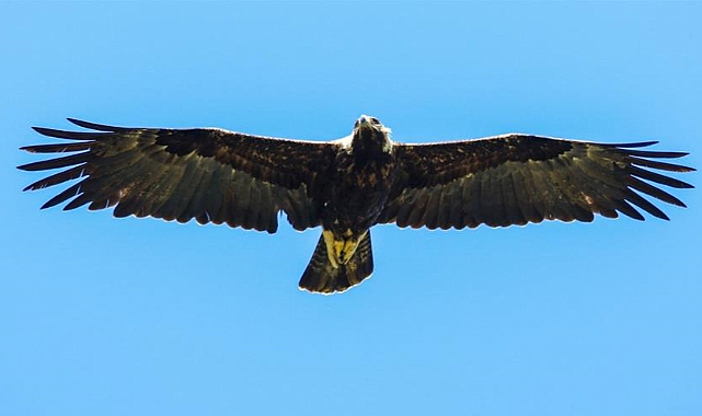 Şah kartalı Çorum'da hayat buldu!