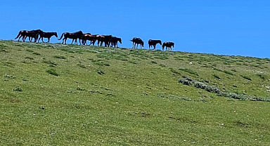 Samsun Akdağ'ın yılkı atları…