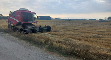Samsun Alaçam’da çeltik hasadı başladı