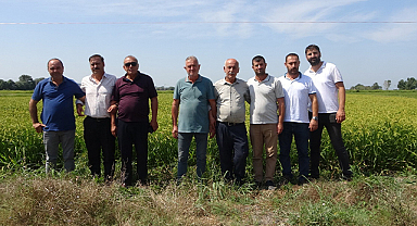 Samsun'da çeltik hasadı yaşanırken, gözler açıklanacak fiyatlarda