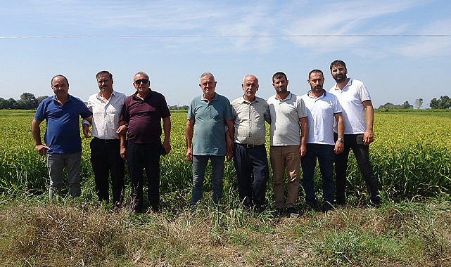 Samsun'da çeltik hasadı yaşanırken, gözler açıklanacak fiyatlarda