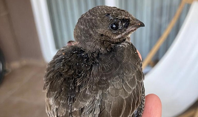 Samsun’da Ebabil kuşu tedavi edildi, doğaya salındı