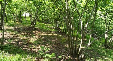 Samsun'da fındık bahçesinde tüfekle vuruldular!