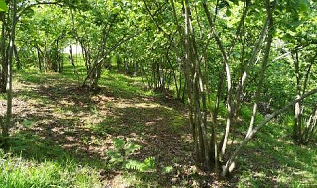 Samsun'da fındık bahçesinde tüfekle vuruldular!