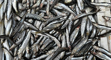 Samsun'da hamsi bolluğu!