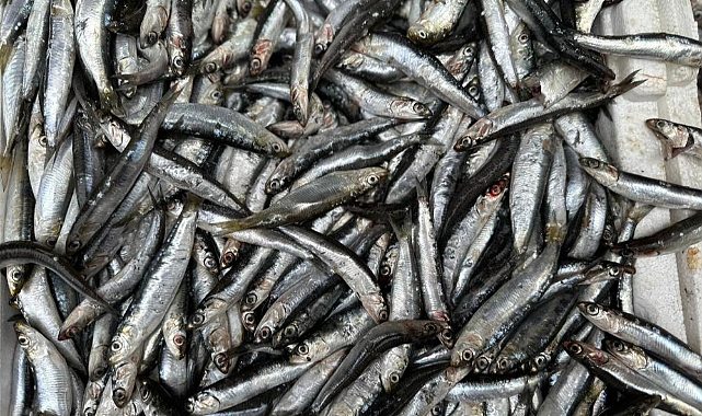 Samsun'da hamsi bolluğu!