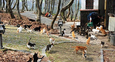 Samsun’da kedi kasabasından uyarı!