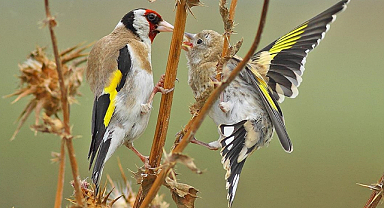 Samsun'da Kızılırmak Deltası Kuş Cenneti görenleri büyülüyor!