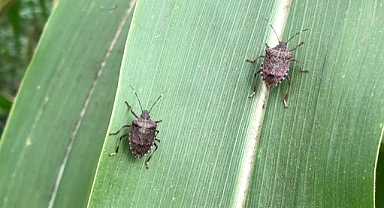 Samsun'da kokarca böceği tehlike saçıyor!