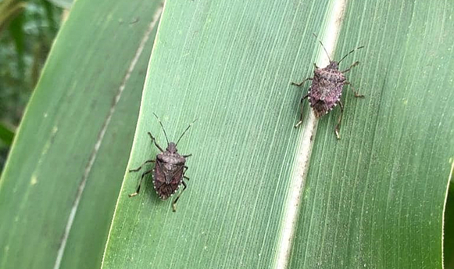 Samsun'da kokarca böceği tehlike saçıyor!