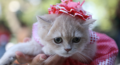 Samsun'da patili dostlar defileye çıktı