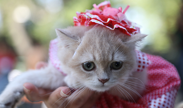 Samsun'da patili dostlar defileye çıktı