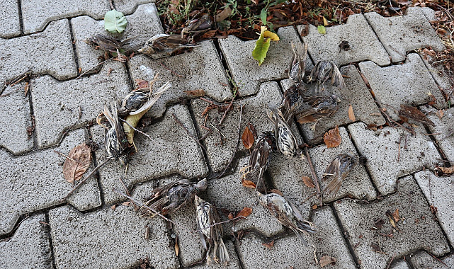 Samsun'da sağanak toplu kuş ölümüne sebep oldu