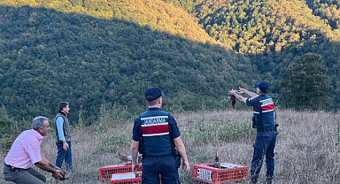 Samsun’da sülün kuşları doğaya salındı