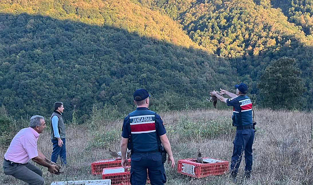 Samsun’da sülün kuşları doğaya salındı