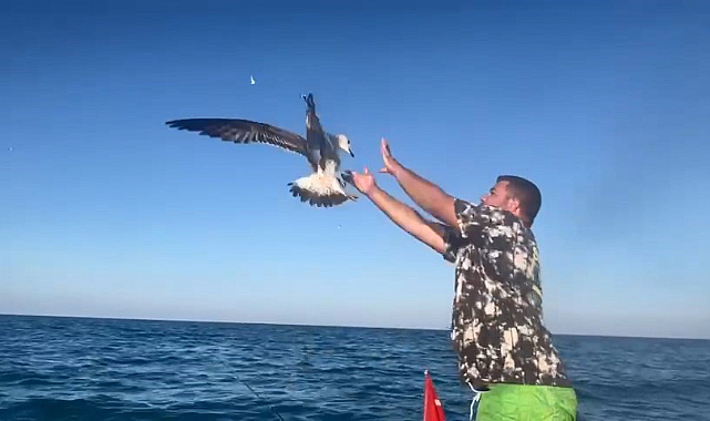 Samsun'daki balıkçının oltasına martı takıldı!