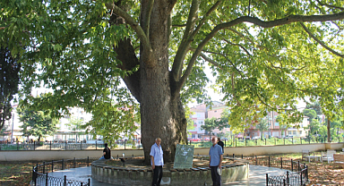 Samsun'daki vatandaşlar 547 yıllık çınar ağacıyla serinliyor!
