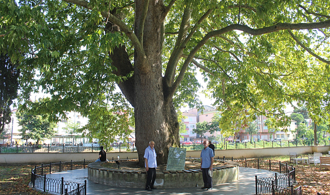 Samsun'daki vatandaşlar 547 yıllık çınar ağacıyla serinliyor!