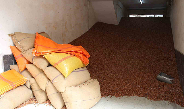 Samsun'da fındık fiyatı ne kadar oldu?