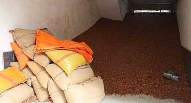 Samsun'da fındık fiyatı ne kadar oldu?