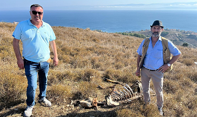 Sinop'ta çakal saldırısı
