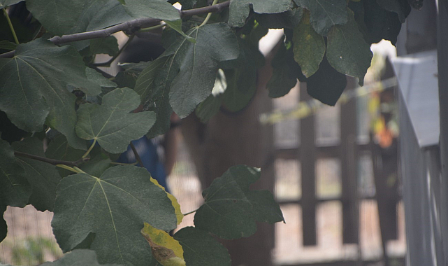 Sinop'ta kendini asmaya çalışan vatandaşı inşaat işçileri kurtardı