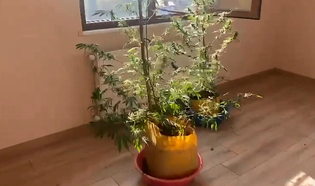 Trabzon'da kenevir evine baskın
