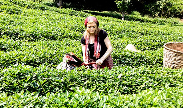 Türk çayı ihracatı 8 ayda yüzde 22 arttı