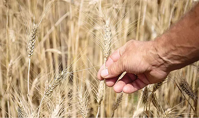 Türk un sanayicisi Rus tahılını bekliyor