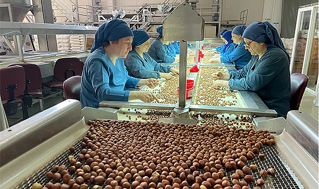 Türkiye'den Almanya'ya 85 bin tonu aşkın fındık ihraç edildi