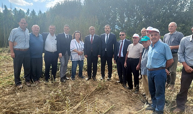 Vezirköprü'de kenevir hasadı başladı