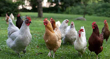 Yapay zeka gıdaklıyor! Tavukların tercümanı oldu