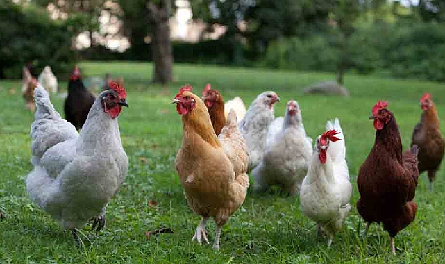 Yapay zeka gıdaklıyor! Tavukların tercümanı oldu