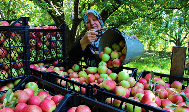 Amasya'nın tanıtımı için misket elması kurusu önerisi