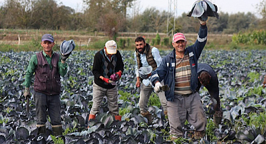 Bafra'da kırmızılahanada rekolte beklentisi 200 bin ton